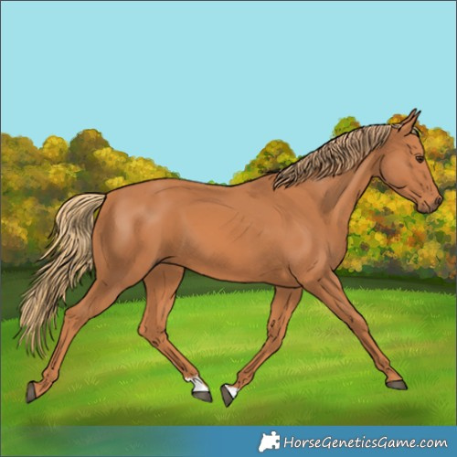 Horse Color:Unknown 