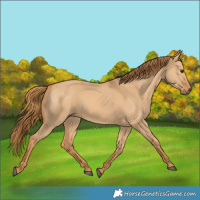 Horse Color:Red Dun 