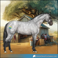 Horse Color:White Spotted Brown Roan Appaloosa 