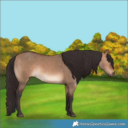 Horse Color:Bay Dun 