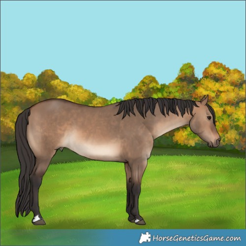 Horse Color:Brown Dun 