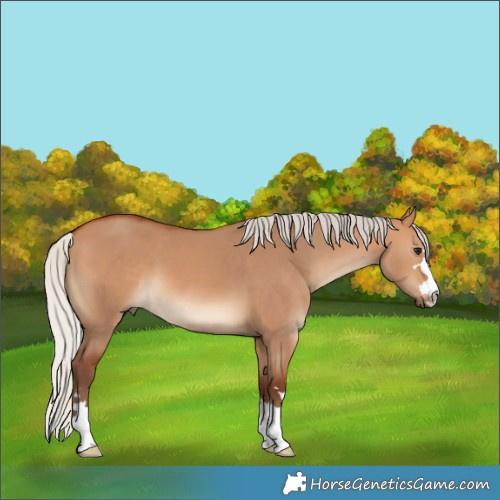 Horse Color:Silver Bay Dun 