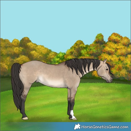 Horse Color:Brown Dun 
