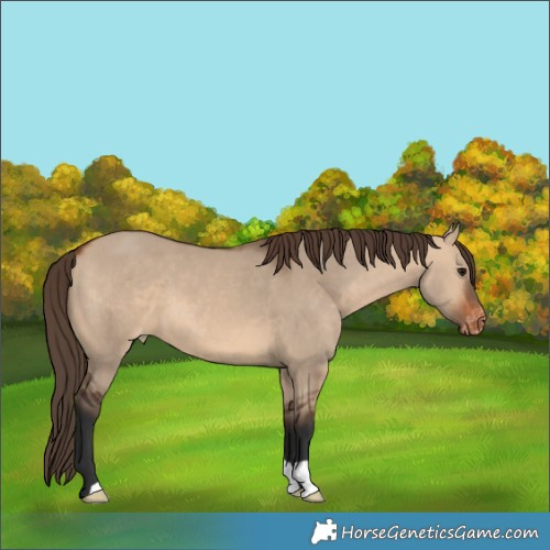 Horse Color:Bay Dun Appaloosa 