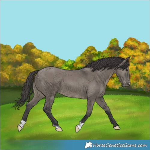 Horse Color:Grullo Appaloosa 