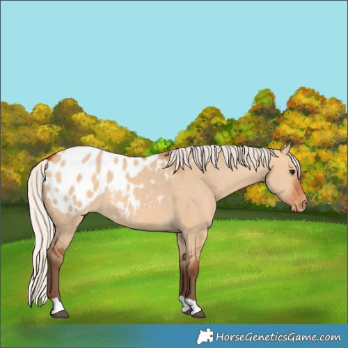 Horse Color:Silver Bay Dun Appaloosa 