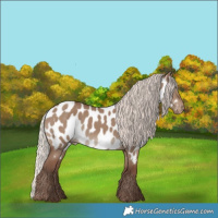 Horse Color:Silver Grullo Near Leopard 