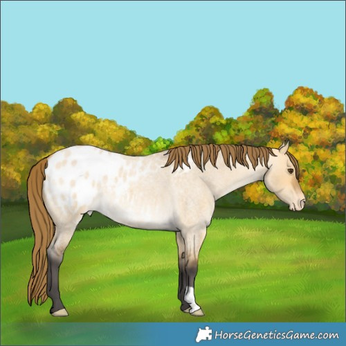 Horse Color:Buckskin Roan Dun Appaloosa 