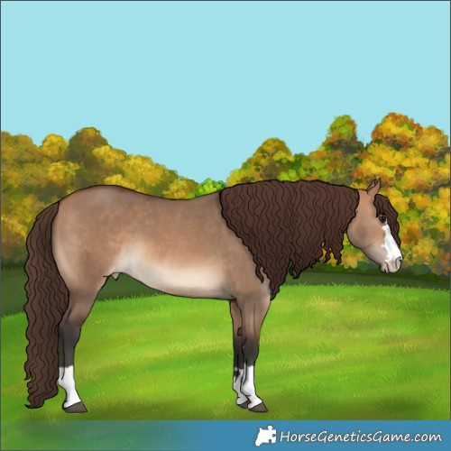 Horse Color:Bay Dun Appaloosa 