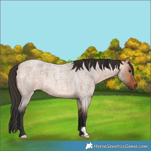 Horse Color:Bay Roan Dun 