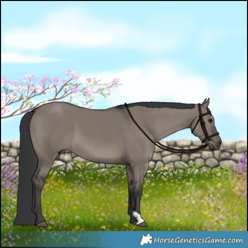 Horse Color:Grullo 