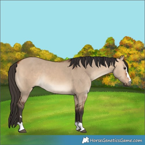 Horse Color:Bay Dun 