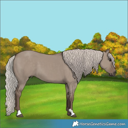 Horse Color:Silver Grullo 