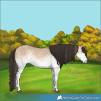 Horse Color:White Spotted Bay Dun