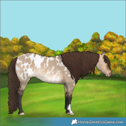 Horse Color:Bay Dun Appaloosa 