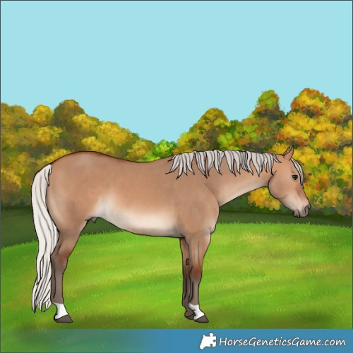 Horse Color:Silver Bay Dun 