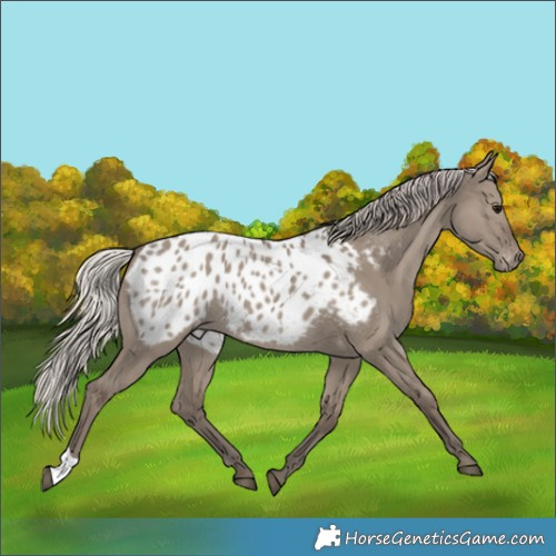 Horse Color:Silver Grullo Appaloosa 