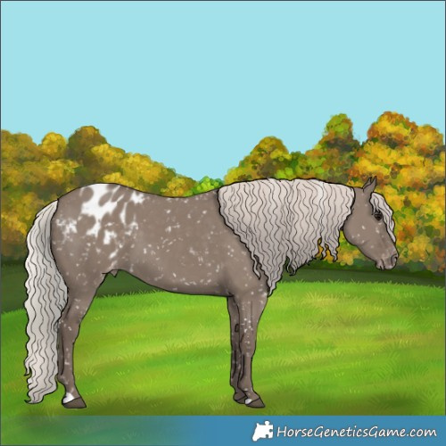 Horse Color:Silver Grullo Appaloosa 