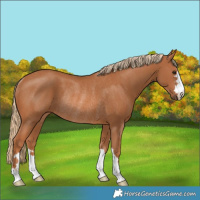 Horse Color:Chestnut Rabicano 