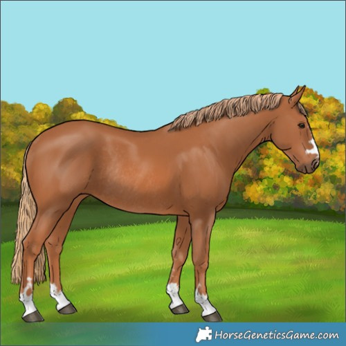 Horse Color:Chestnut Rabicano 