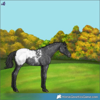 Horse Color:Blue Roan Appaloosa 