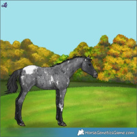 Horse Color:White Spotted Blue Roan Appaloosa 