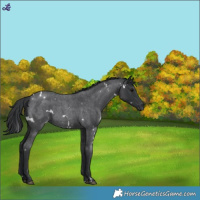 Horse Color:White Spotted Blue Roan 