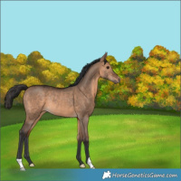 Horse Color:Brown Dun Rabicano 