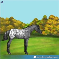 Horse Color:Blue Roan Appaloosa 