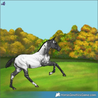 Horse Color:White Spotted Blue Roan Appaloosa 