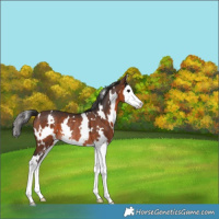 Horse Color:White Spotted Brown Splash Rabicano 
