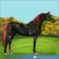 Horse Color:ERROR: UNKNOWN ANOMALY