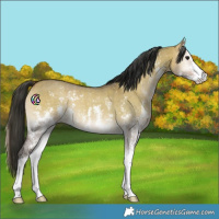Horse Color:Brown Onyx Sabino 