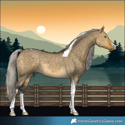 Horse Color:White Spotted Silver Buckskin Dun Tobiano 
