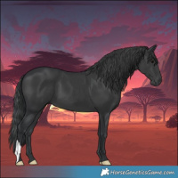 Horse Color:Black 