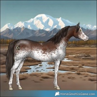 Horse Color:White Spotted Liver Chestnut Rabicano