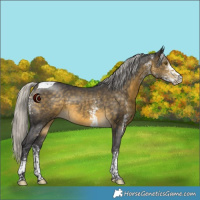 Horse Color:White Spotted Silver Buckskin Tobiano 