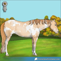Horse Color:White Spotted Buckskin Pearl 