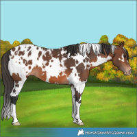 Horse Color:White Spotted Brown Appaloosa 