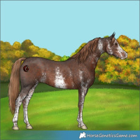 Horse Color:White Spotted Liver Chestnut Rabicano 