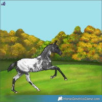 Horse Color:White Spotted Blue Roan Snowcap 