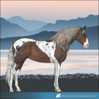 Horse Color:Silver Black Splash Tobiano 
