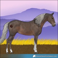 Horse Color:Silver Black Tobiano 