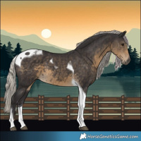 Horse Color:Silver Smoky Black Tobiano 
