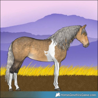 Horse Color:Silver Buckskin Dun Tobiano 