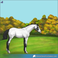 Horse Color:Blue Roan Frame Near Fewspot 