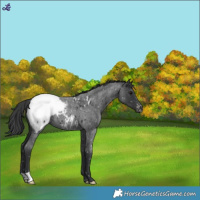 Horse Color:Blue Roan Snowcap 