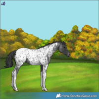 Horse Color:Blue Roan Tobiano Appaloosa 