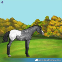 Horse Color:Blue Roan Frame Snowcap 