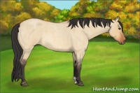Horse Color:Bay Roan Dun 
